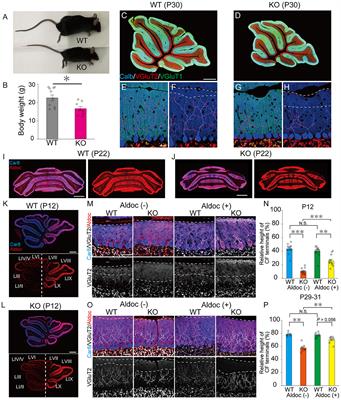 PTPδ is a presynaptic organizer for the formation and maintenance of climbing fiber to Purkinje cell synapses in the developing cerebellum